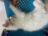 Mufasa the female Persian